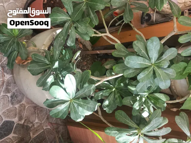 نباتات وأشجار