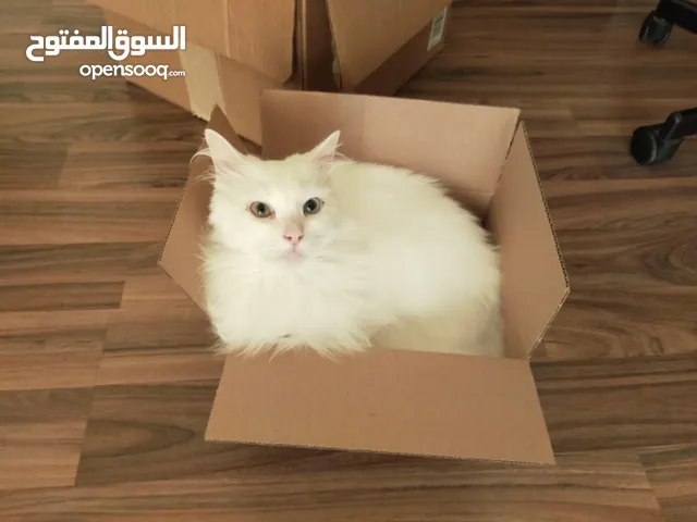 قطة للتبني - جدة