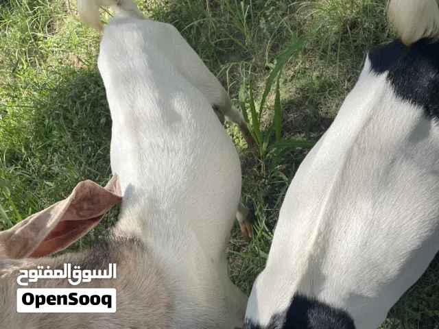 للبيع تيوس باكستاني قرأ الوصف لا هنت
