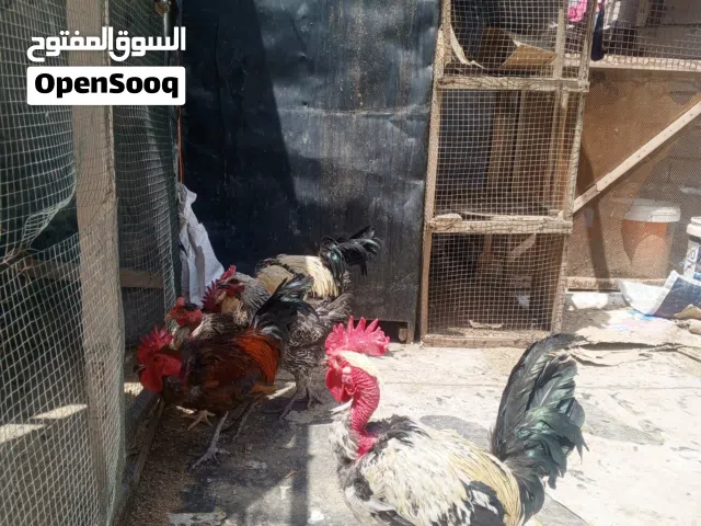 دجاج عرب وأبو ركيبه للبيع