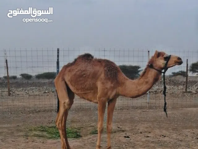 للبيع بوش العدد 2