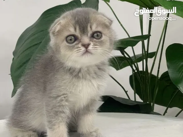 Scottish Fold silver shaded kitten