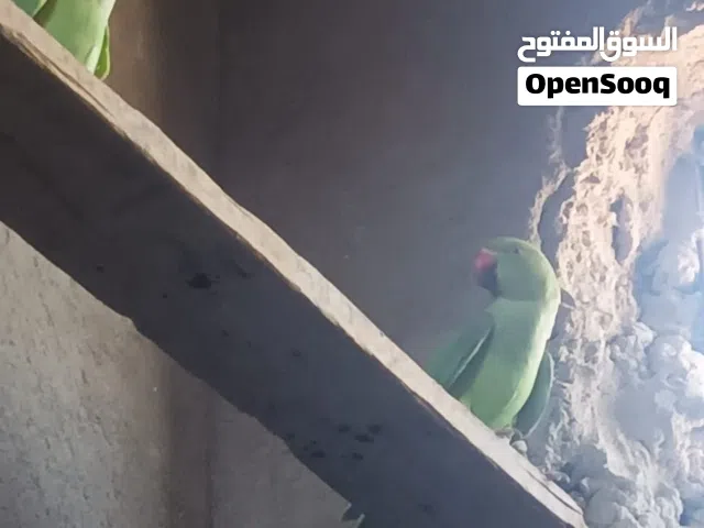 درات هندي مزوايج مضمونات  تبزير عراقي الفحل محلق  طيور مبيضات سابقا  طيور جاهزه وحلوه مال محميه وحشي