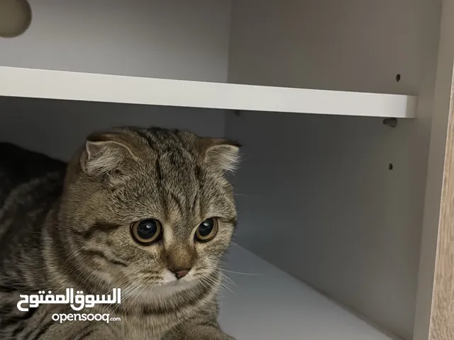 قط سكوتش فولد للبيع