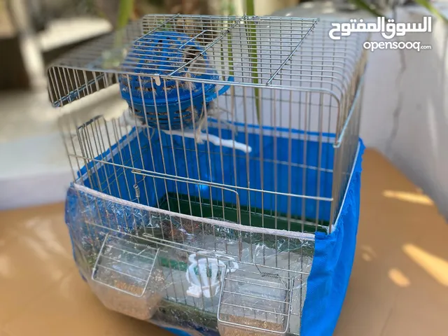 طيور زينه للبع فنجز للبيع مع كامل الاغراض ومع ققص ومع اكل يكفي لمدة شهر