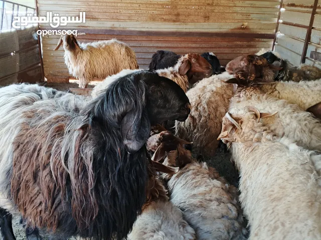 فحل صقري صلاة النبي  ثني