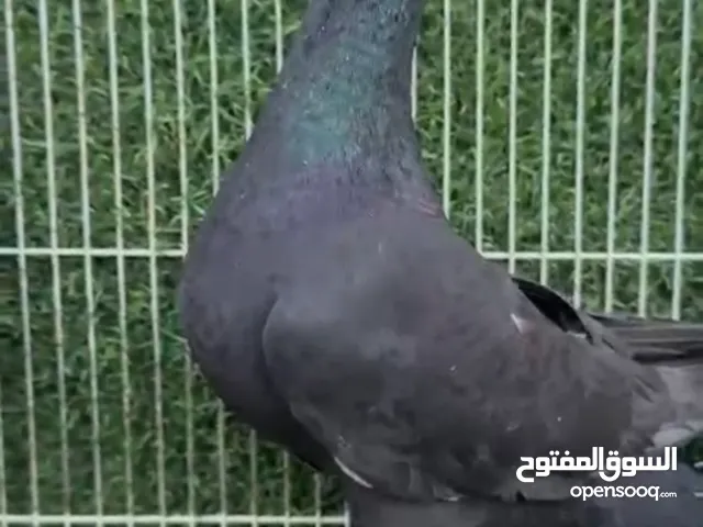 14 حبية هومر ازواج 8 حبات ارباش ازواج 44 حبة حمام روسي ازواج