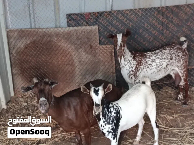 هوش صلاليات للبيع