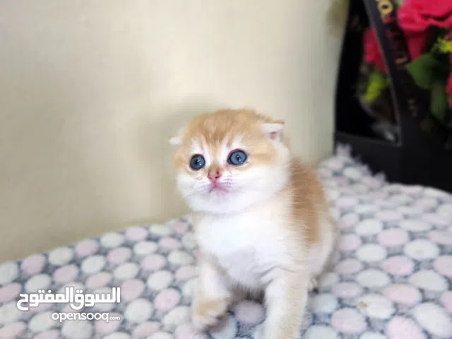 كيتن سكوتش تربل فولد بيور مستوى فاخر