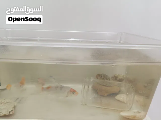 حوض اسماك بلاستيك للبيع مع كامل ملحقاته