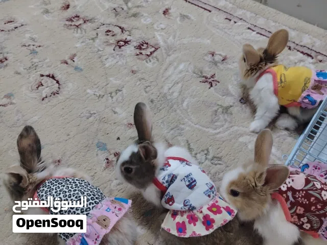 ارانب فرنسي نظيفه حلوه وتتحمل الجو والأمراض ومطعمه