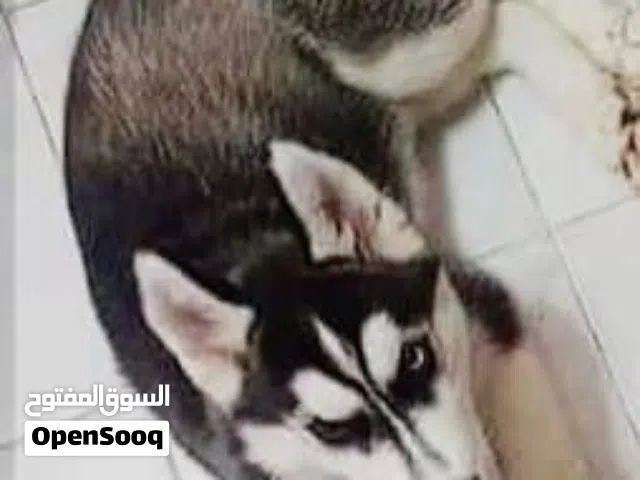 ذكر هاسكي مقنع باترن