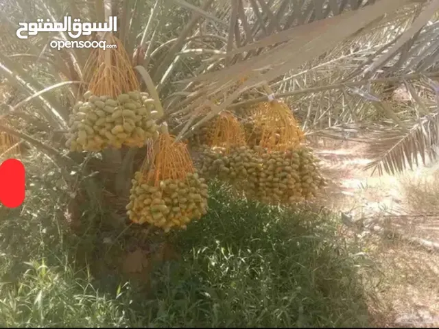 انتاج مزرعة نخيل للبيع في الخرج عدد 900 منوع جودة عالية