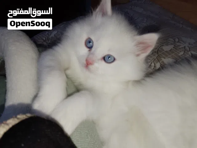 قط ذكر شيرازي مكس انجورا (اطرش)