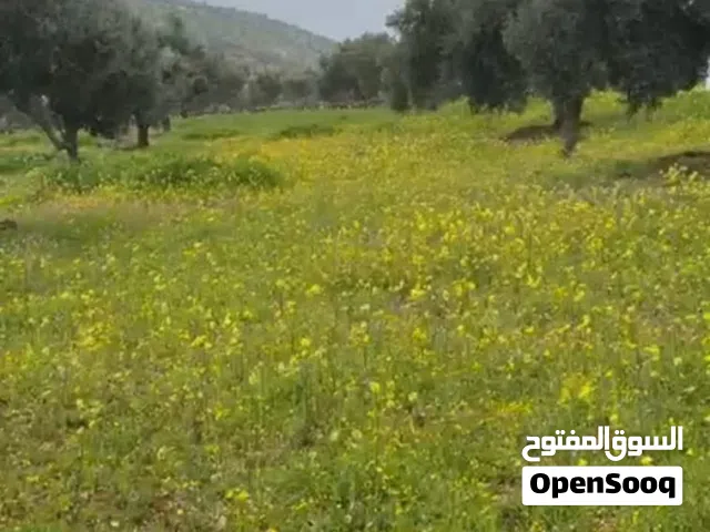 Farm Land for Sale in Zarqa Sarout