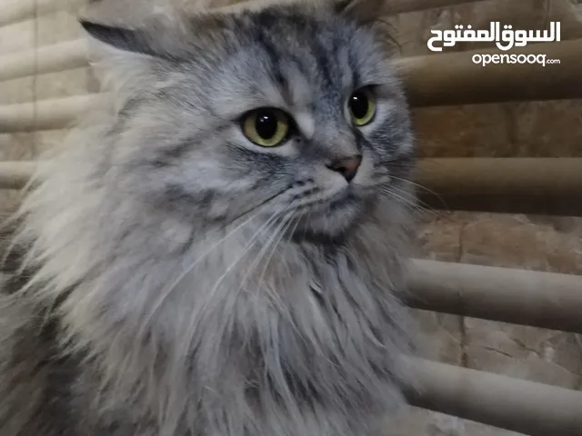 قطط سيبيري للبيع مكان بغداد حي عامل