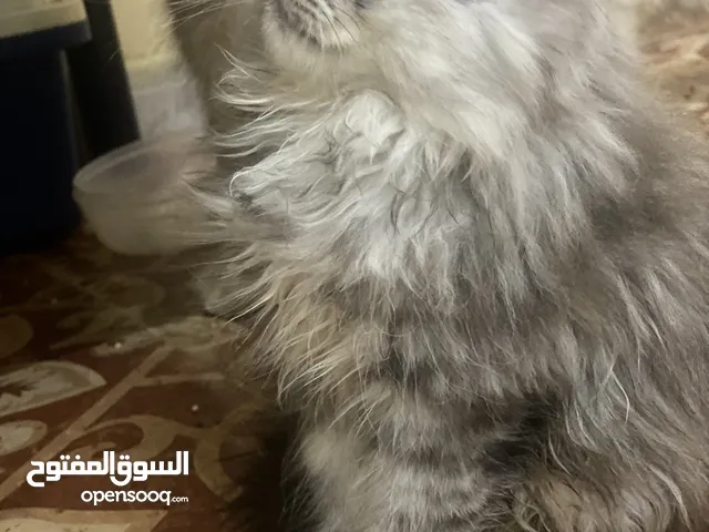 قطط شيرازيه للبيع