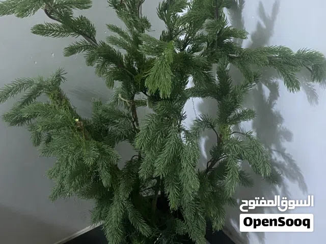 شجره لل زينه