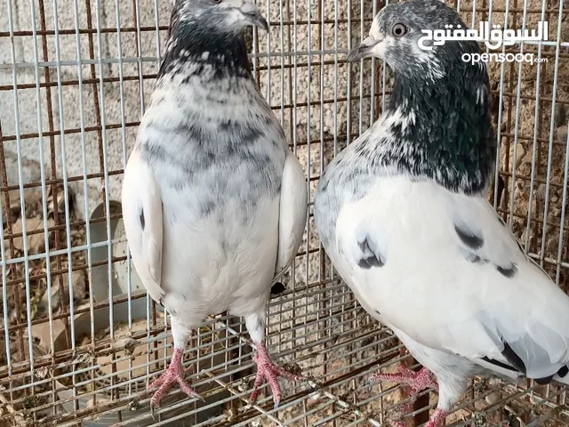 زوج سالكوتي + 3 من انتاج الزوج + انثى سليتي