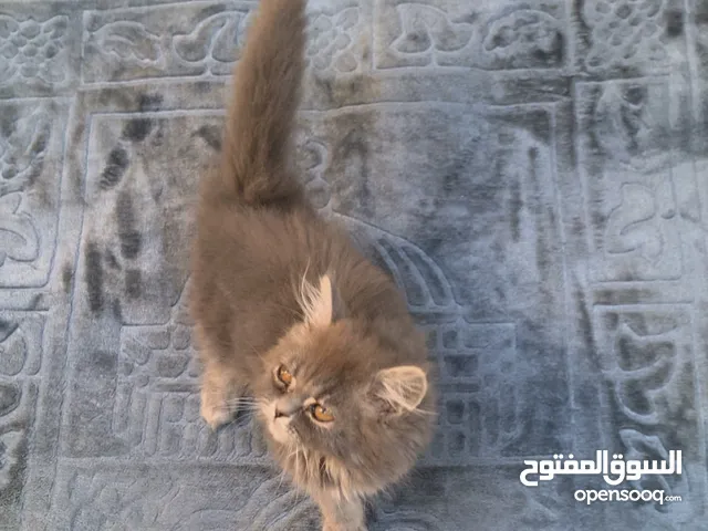 بسة ذكر مكس شانشيلا هملايا