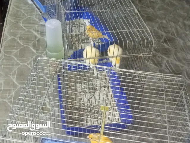عصافير كناري للبيع خمس كناريات مع اقفاص 3بسعر البلاش