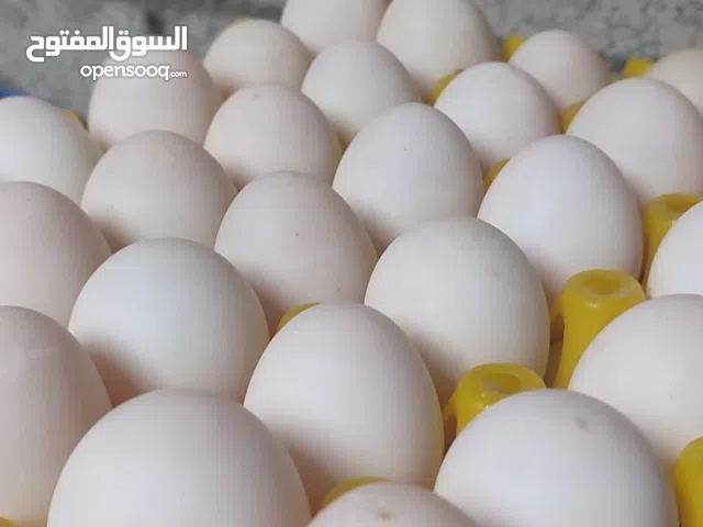 بيع بط فريش طبيعي  بالجملة والمفرق من المزرعة اللى باب بيتك