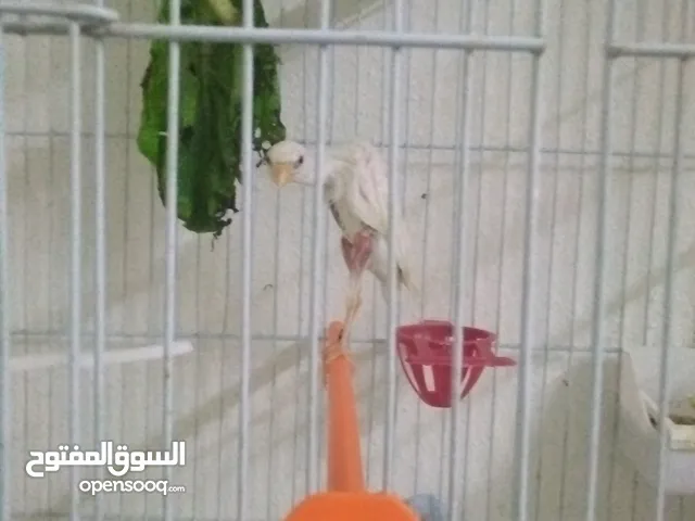 طيور كنار نخب اول مستويات حلوه للبيع