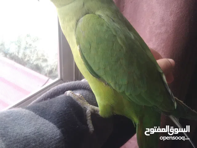 ببغاء دره هندي للبيع عمره تسع شهور مع قفص او للبدل على ببغاء صن كنيور