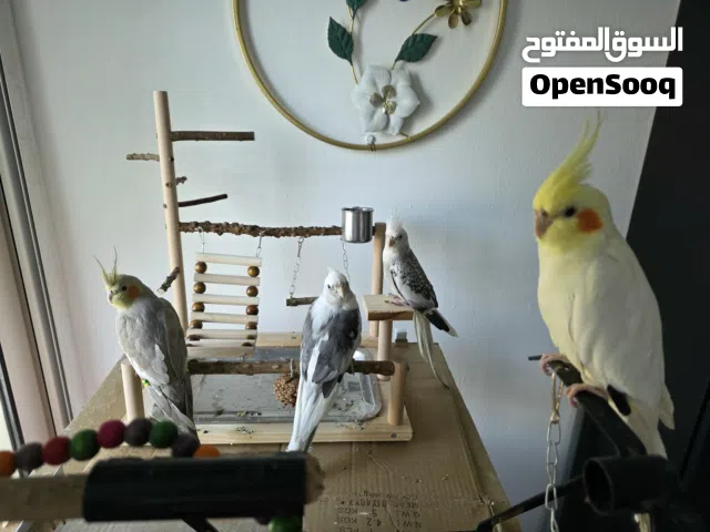 4 Tamed Cockatiels, 2 white face, 1 Red eyes Lutino, 1 cinnamon