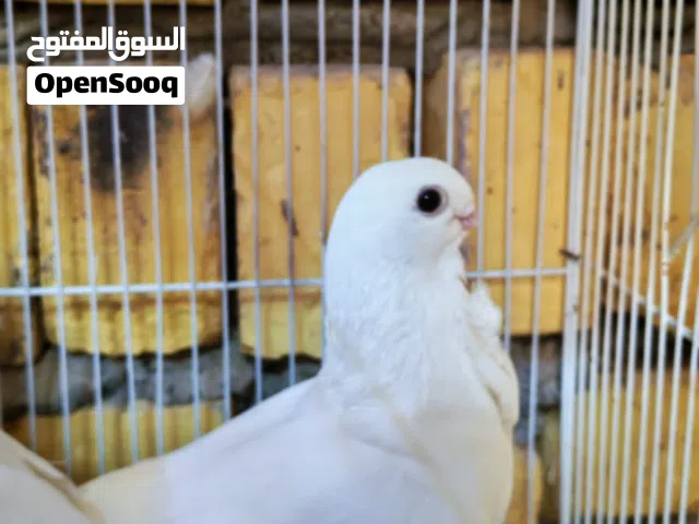 متاح 14 طير أرافل قجم ابيع شلع