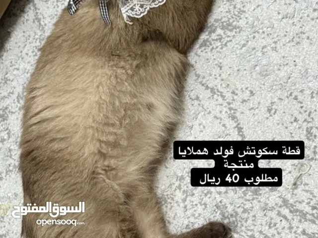 قطة سكوتش فولد