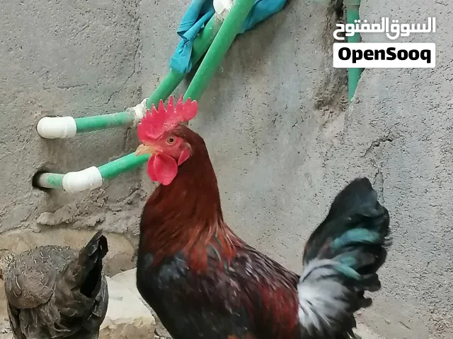 ديج للبيع
