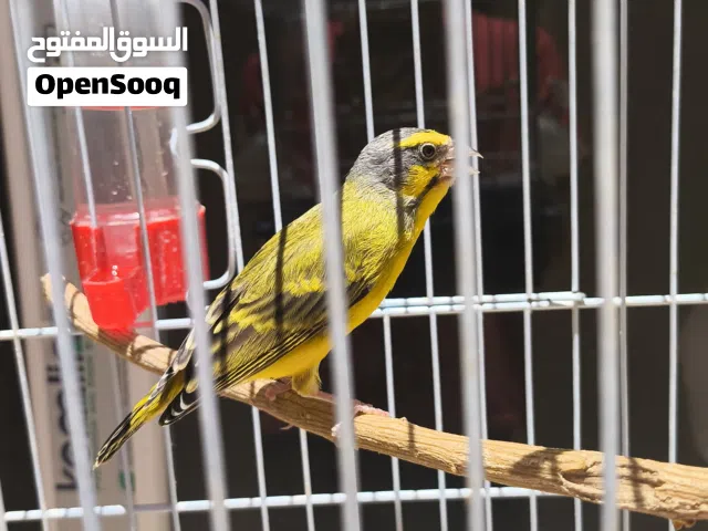 ذكر كركرينو حجم جامبو يغني هايج ماشاء الله