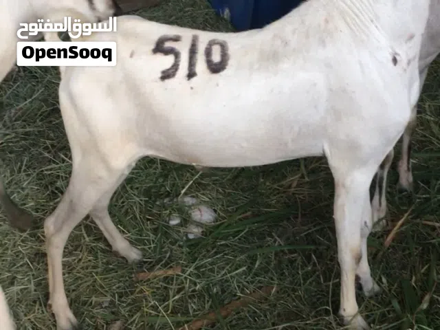 جدايه صوماليات للبيع  تربيه عمانيه  خاليات من جميع العذاريب  يحق للشاري معاينه الحلال في عزبة البائع
