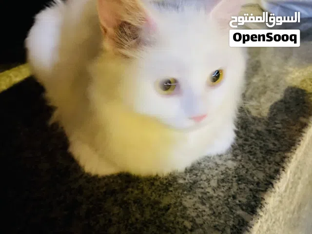 Parisian breeds cat