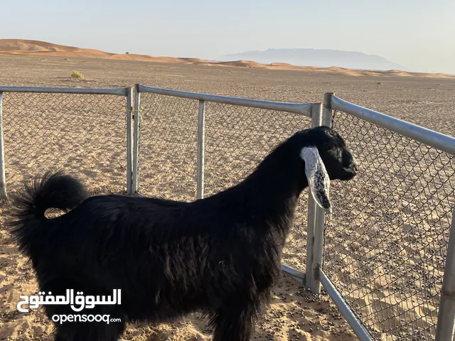 تيس فحل للبيع
