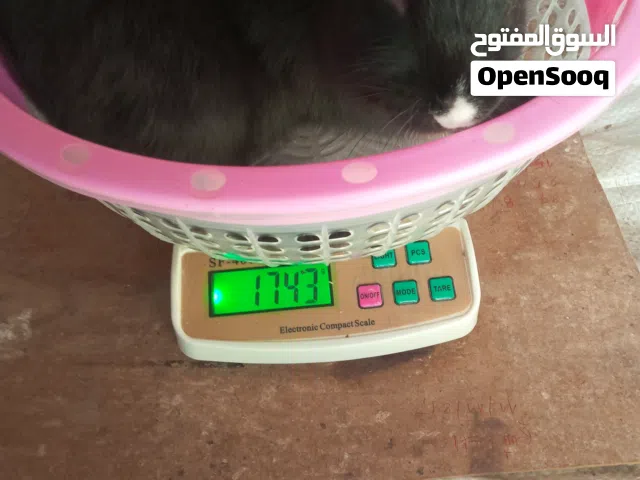 ارانب فلاندر للبيع