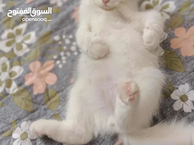 قط سكوتش للبيع