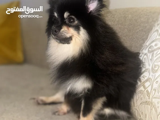كلاب بومرينيان روسي بيور