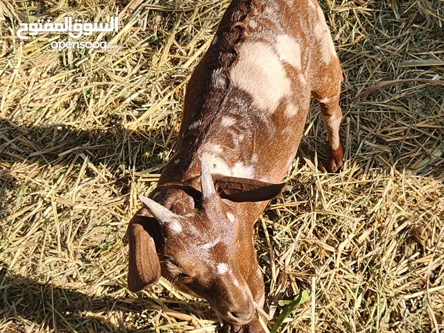 صخل لون جيشي صافي من الحلال الصلالي