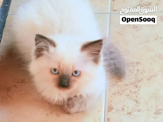 متوفر قطط هملايا شهرين
