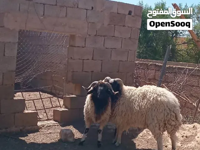 أضاحي للبيع