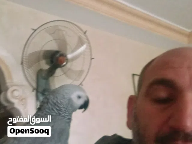 كاسكو. جامبو حبه متكلمه حجل كبير. ماشاءالله للبيع. أليف. للبع