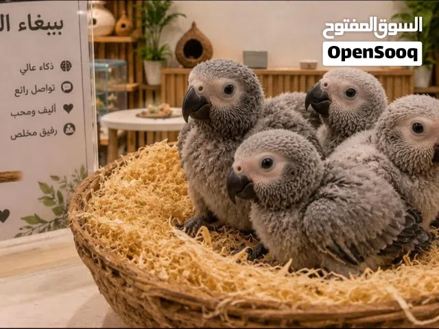 بسم الله نبدا  فرخ كاسكو زق يدوي صحه ونظافة  الله يبارك لصاحب النصيب متابعه لتشاهدو كل ماهو جديد و ح
