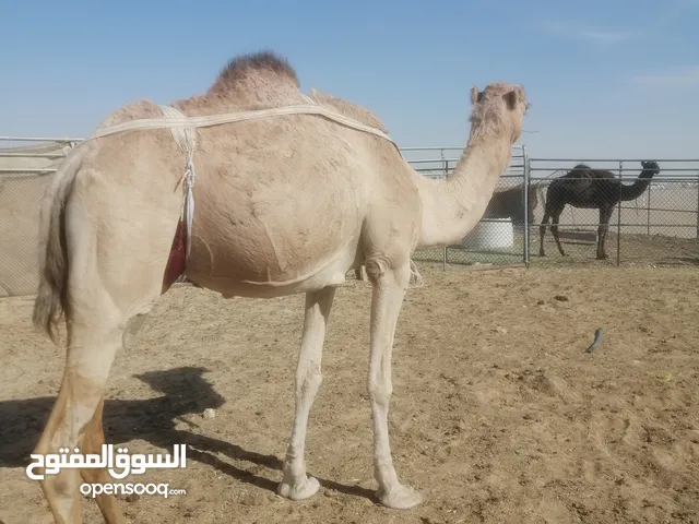 ناقة عربية تحتها قعود للبيع