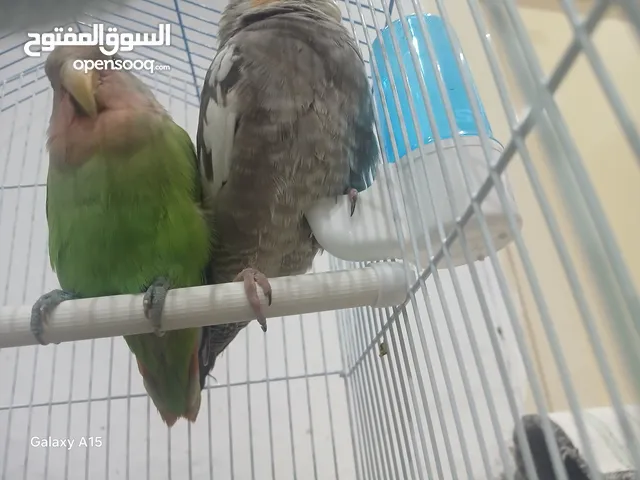 بيع ببغاء كروان ربوه يعلب ويراقص ببغاء اجتماعي مايخف وثاني روز نفس عمره بس ذكر هم ربوه و يعلب و
