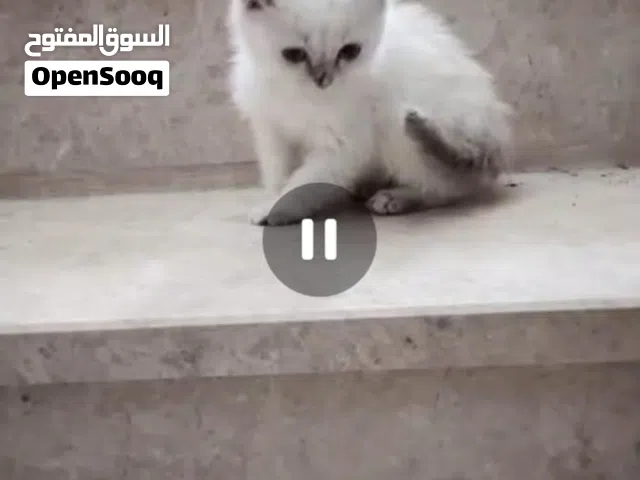 سكوتش فولد