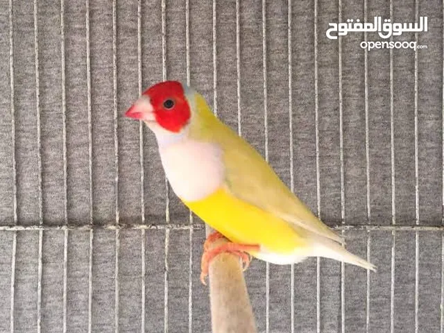جولديان فينش