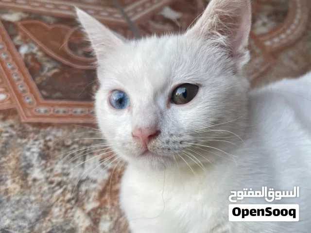 قطة انثى بيتيه عمره 11 شهر للبيع سعره 50 الف دينار عراقي والصور موجود والتواصل على السوق المفتوح