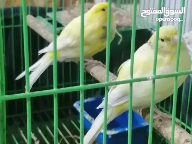 زوج كناري طبك جديد تبزير عراقي جاي تنام  بالعش
